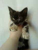 Τζακ πειρατακι.jpg