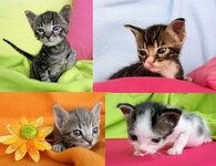 resize loro ola mazi.jpg