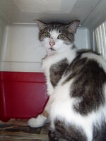 Sterilizationw with the vets from UVC on 16 of July 020.JPG