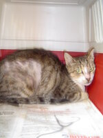 Sterilizationw with the vets from UVC on 16 of July 021.JPG