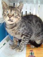 Sterilizationw with the vets from UVC on 16 of July 023.JPG