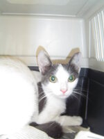 Sterilizationw with the vets from UVC on 16 of July 024.JPG