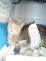 Sterilizationw with the vets from UVC on 16 of July 025.JPG