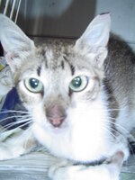 Sterilizationw with the vets from UVC on 16 of July 026.JPG