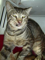 Sterilizationw with the vets from UVC on 16 of July 028.JPG