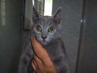 γκρι μωρακι1.jpg