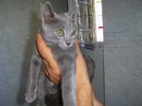 γκρι μωρακι21.jpg