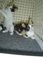 Kittens 048.JPG