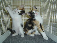 Kittens 049.JPG