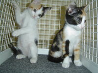 Kittens 051.JPG
