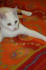 ΑΣΠΡΟΥΛΗΣ ΚΑΙ ΓΕΝΕΘΛΙΑ 028.jpg