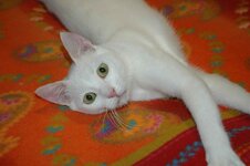 ΑΣΠΡΟΥΛΗΣ ΚΑΙ ΓΕΝΕΘΛΙΑ 026.jpg