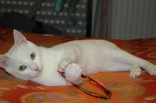 ΑΣΠΡΟΥΛΗΣ ΚΑΙ ΓΕΝΕΘΛΙΑ 020.jpg