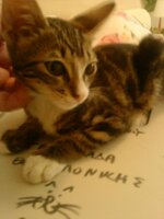 Τιγρίτσα ΛΟυ3.JPG