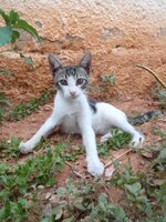 Γατούλης Ι.jpg