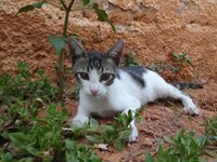 Γατούλης ΙΙ.jpg