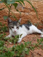 Γατούλης ΙΙΙ.jpg