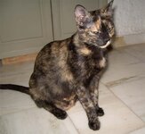 Λίλα-Μπαστέτ (2).jpg