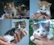 lefkada mazi res.jpg