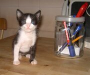 Πεπίτο (2).jpg