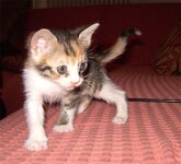 Ζουζού (2).jpg