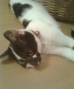 Λολίτα (2).jpg