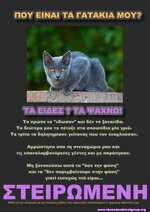γατα στειρωμενη2.jpg