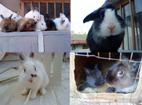 ολα τα κουνελακια μου!.png