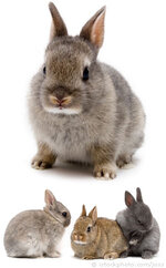 netherland_dwarf_rabbits.jpg