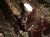 Spitogatosolga 028.JPG