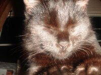 Spitogatosolga 131.jpg