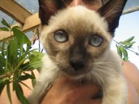 γατονης 4.JPG