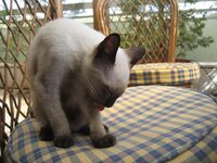 γατονης 2.JPG