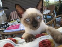 γατονης 1.JPG