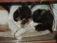 Παρδαλούλα καί ασπρομαυρούλης.jpg