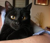 κουρέλης νέο.JPG