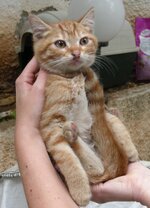 καραμελάκι κόκκινο ΙΙ.JPG