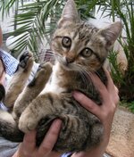 κοντονούρ Ι.JPG