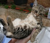 κοντονούρ ΙΙ.JPG