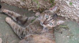 μαμα καραμελακίων.JPG