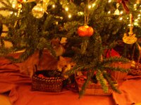 Christmas 2010 (8).jpg