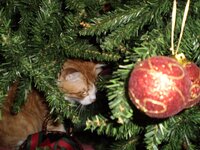 Christmas 2010 (9).jpg