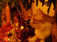 Christmas 2010 (14).jpg