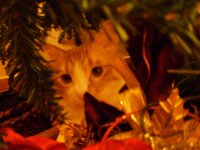 Christmas 2010 (18).jpg