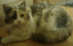 Περσίας 1b.jpg