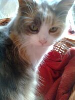 Περσίας 2b.jpg