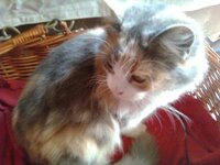 Περσίας 3b.jpg