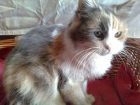 Περσίας 4b.jpg