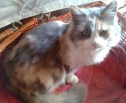 Περσίας 5b.jpg