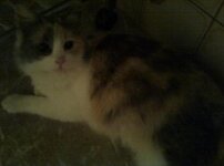 Περσίας 6b.jpg